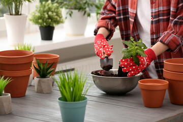 Transplanting. Woman with houseplant, trowel and empty flower pots at gray wooden table indoors, closeup