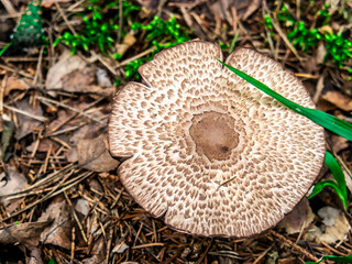Beautiful mushroom hog growing in the grass color