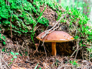 Beautiful mushroom hog growing in the grass color