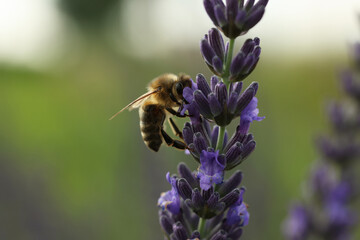 Honeybee collecting nectar from beautiful lavender flower outdoors, closeup