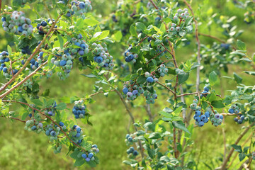 Bush of wild blueberry with berries growing outdoors