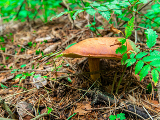 Beautiful mushroom hog growing in the grass color