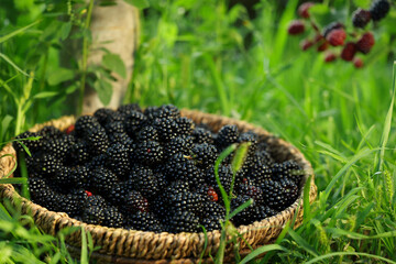 Wicker bowl with tasty ripe blackberries on green grass outdoors, closeup