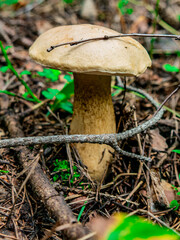 Beautiful mushroom hog growing in the grass color