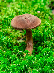 Beautiful mushroom hog growing in the grass color