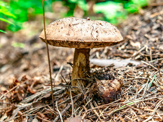 Beautiful mushroom hog growing in the grass color