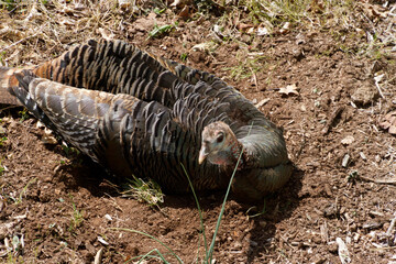 Wild Turkey Digs Itself Into the Ground