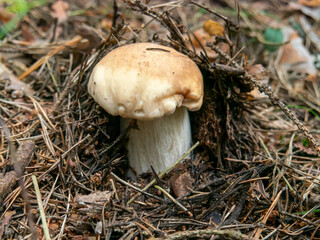 Beautiful mushroom hog growing in the grass color