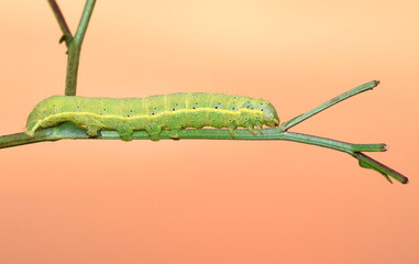 Mamestra oleracea posing in the twilight.