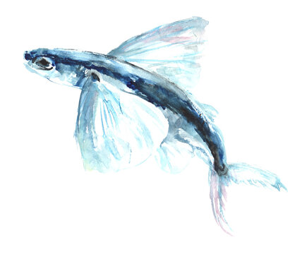 水彩で描いたトビウオのイラスト
