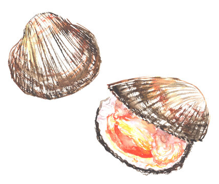 水彩で描いた赤貝のイラスト