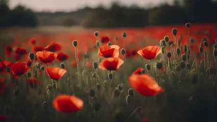 Fotobehang Red poppies in a field at sunset. Soft focus. © Waqar