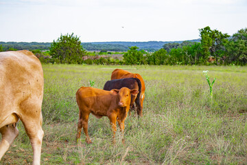 A light brown baby cow stands in a field.