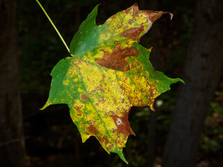 Fungus infected Maple leaf