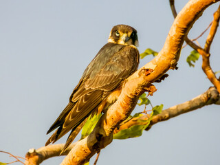 Australian Hobby in Queensland Australia