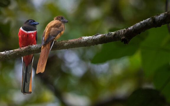 A rare sight of male and female Malabar Trogons spotted together!!