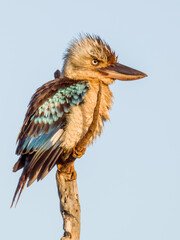 Blue-winged Kookaburra in Queensland Australia