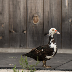black and white muscovy domestic duck in barn yard standing in front of barn board of side of barn in rural area black and white feathers beak and webbed feet space for type agricultural bird backdrop