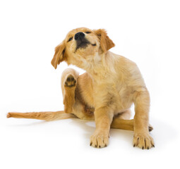 16 week old cute Golden Retriever puppy scratching fleas with hind leg in motion on a white...