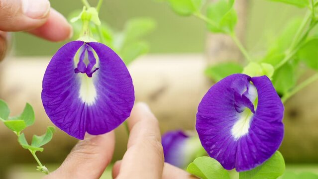 close up of farmer's hand picking blue and purple butterfly pea flower, slowmo