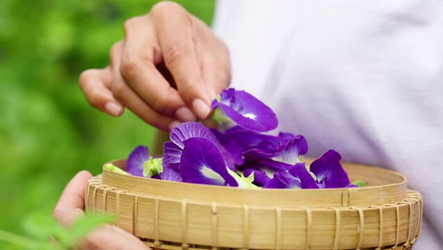 Harvesting butterfly pea flowers in garden, tropical floral plant, violet and green