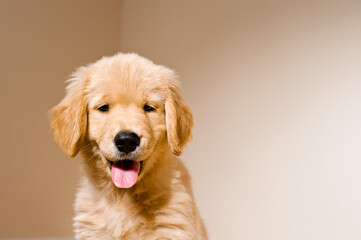 A portrait of a 8 week old Golden Retriever puppy. Yellow. 