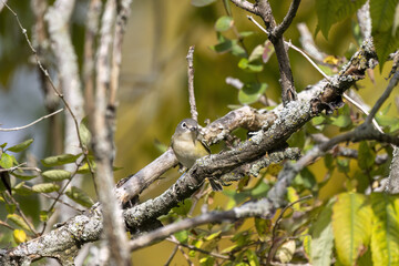 The blue-headed vireo (Vireo solitarius), migrating song bird found in North and Central America.