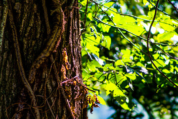 Close up of bark of tree with vines