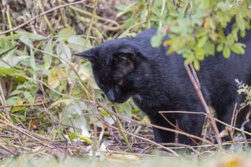 The Black domestic cat on the hunt