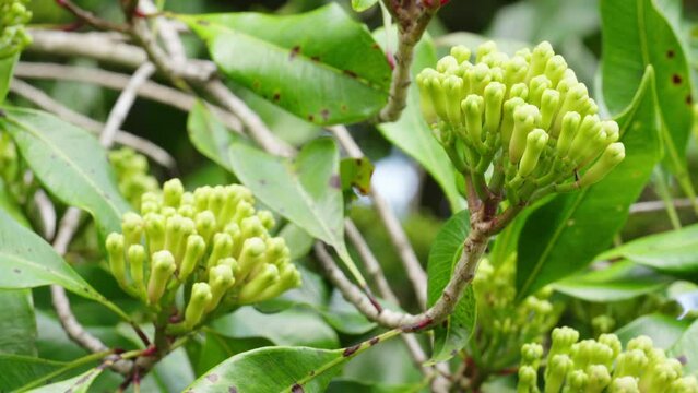 clove buds on tree, essential oil for fragrance and health benefits, eugenol