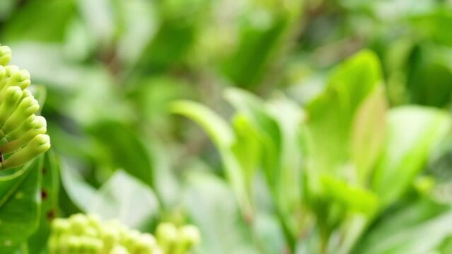 Closeup, dolly, fresh and green clove buds on plantation, syzygium aromaticum