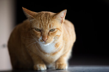 ginger cat sitting on black background, shallow depth of field.