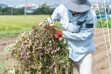 落花生を収穫するシニア男性