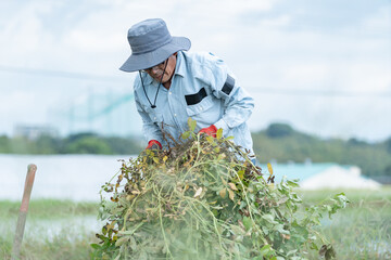 落花生を収穫するシニア男性