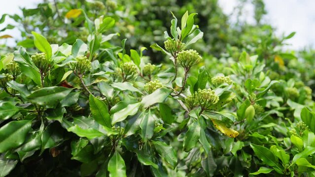 Dolly, clove tree with fresh clove buds, stalks and stems for kretek cigarettes