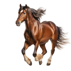 Obraz na płótnie Canvas Elegant Brown Horse Running Isolated on Transparent or White Background