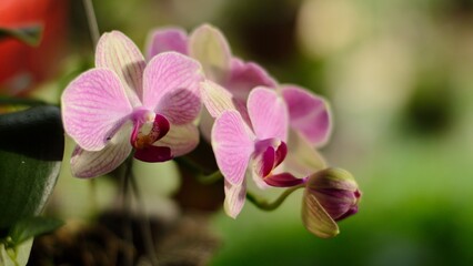 pink orchid flower