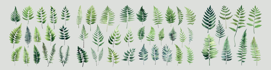 Set of Watercolor Fern Plant Illustration Vector. A stunning collection of watercolor fern plant illustrations in vector format, ideal for adding natural beauty to your design projects.