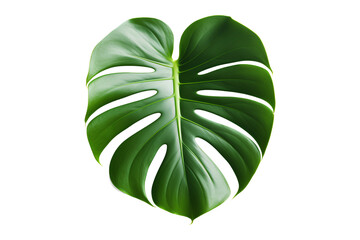 Monstera leaf isolated on a transparent background, generative ai