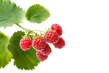 Raspberry Branch With Green Leaves Isolated Transparent Background, Generative AI