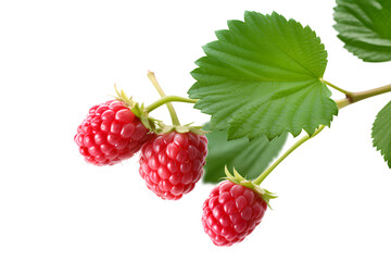 Raspberry Branch With Green Leaves Isolated Transparent Background, Generative AI