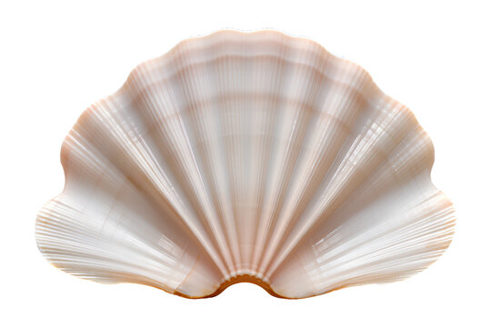 Isolated Seashell on a Transparent Background, Generative AI