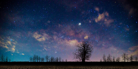 The Milky Way and trees on the dark ground. An old tree in the night sky With stars and the purple...