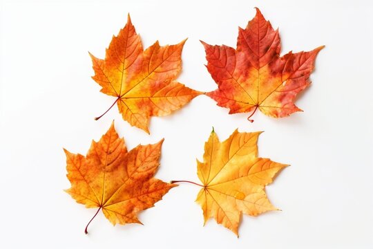 Maple Tree Leaves on White Background : Generative AI