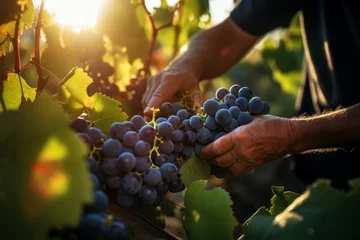 Fotobehang The hands of a winemaker or farmer picking delicious grapes during the harvest season. Background © top images