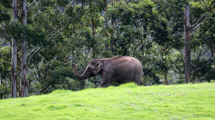 Fototapeta premium elephant in the park