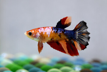 Betta fish Female Fancy Nemo Galaxy Halfmoon from Thailand, Siamese fighting fish on isolated grey...