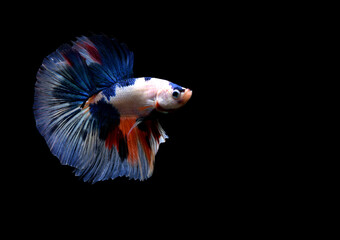 Betta fish Fancy Nemo Blue Marble Halfmoon fighting fish from Thailand, Siamese fighting fish on...