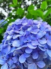 blue hydrangea flower