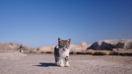 Close-up of kitten on road. Action. Stray kitten is standing on road on hot day. Lonely kitten on road in desert © Media Whale Stock